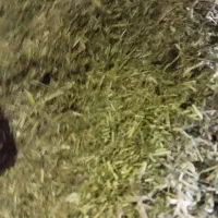 کاه یونجه|لوازم جانبی حیوانات|مسجد سلیمان, |دیوار