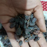 حراج مغز گردو فقط 350تومان تولید به مصرف|خوردنی و آشامیدنی|فشاپویه, |دیوار