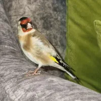 سهره نر بخون  جفتی. ماده سهره