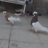 به این شماره تماس بگیرین