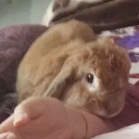 واگذاری خرگوش