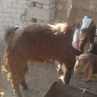 بز فروشی زنگ بزنید پیام پاسخ نمی‌دم.