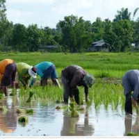 نیاز به کارگر باتجربه برای نصفه کاری زمین شالیزار