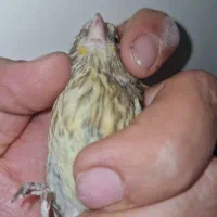 جوجه سهره قناری