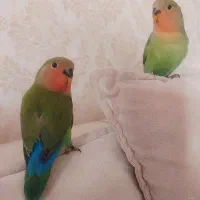 کوتوله برزیلی ۳ماهه دونخور نیمه دستی|پرنده|مشهد, فارغ التحصیلان|دیوار