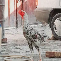 جوجه خروس لاری