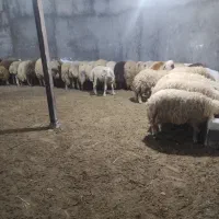 استخدام کارگردامپروی