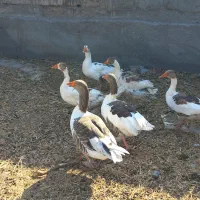 غازبا جوجه و مرغ لاری.رودان|حیوانات مزرعه|بندرعباس, |دیوار