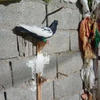 کبوتر سینه ای|پرنده|اهرم, |دیوار