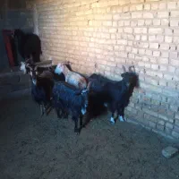 بز کهره دار