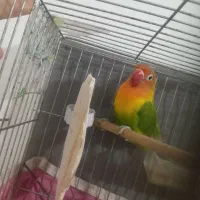 طوطی برزیلی نیمه اهلی