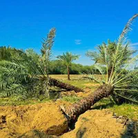 بانک ژنتیک نخل ایران تنهامرجع رسمی|خدمات باغبانی و درختکاری|تهران, مشیریه|دیوار