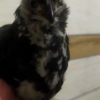 مرغ خروس گلین اصل و جوجه هاشون|حیوانات مزرعه|شهرکرد, |دیوار