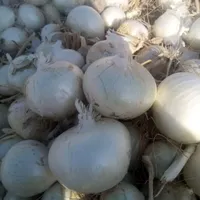 بذر پیاز|گل و گیاه طبیعی|فسا, |دیوار