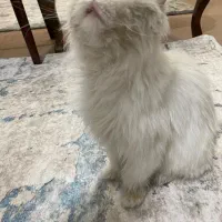 گربه اسکاتیش|گربه|میاندوآب, |دیوار