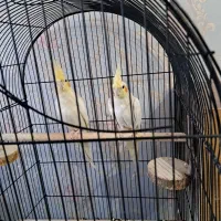 عروس هلندی|پرنده|پاکدشت, شهرک امام رضا|دیوار