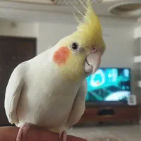 عروس هلندی سخنگو