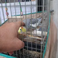 عروس هلندی سخنگو با قفس به فروش میرسد
