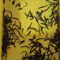 زالو طبی|آرایشی، بهداشتی، درمانی|تربت جام, میان جام|دیوار