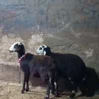 بره ماده کله سفید