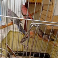 طوطی|پرنده|تهران, فرودگاه مهرآباد|دیوار