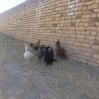 مرغ و خروس و وار امسال
