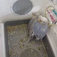 جوجه کوتوله برزیلی سرلاکی