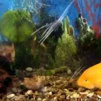 ماهی آکواریوم|ماهی|محمدشهر, محمدشهر|دیوار