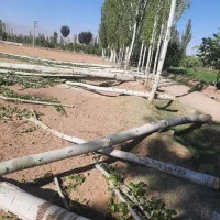 خرید درخت خریدار .چوب در باغات شما|خدمات باغبانی و درختکاری|مرند, |دیوار