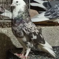 حیوون ساوه هستم عالی درجه یک ضمانتی هوایی....|پرنده|رباطکریم, رباطکریم|دیوار