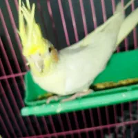 یک جفت عروس هلندی