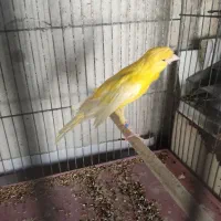 قناری نر|پرنده|ساوه, |دیوار