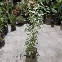 تخفیف ۳۰درصدی گل