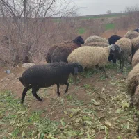 بره ماده|حیوانات مزرعه|پیشوا, |دیوار