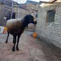 قوچ اصل شال|حیوانات مزرعه|ضیاء آباد, |دیوار