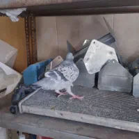 پلاکی ماده بندآخری،فولادشهر