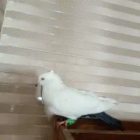 کبوتر|پرنده|دزفول, |دیوار