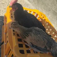مرغ و خروس محلی