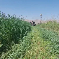 یونجه درجه یک|حیوانات مزرعه|دورود, |دیوار