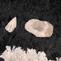 فسیل ،سنگ|کلکسیون اشیاء عتیقه|اندیشه, اندیشه فاز ۴|دیوار