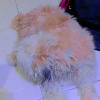 پت خونگی|سگ|مشهد, حیدرآباد|دیوار