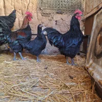 خروس استرالوپ سیاه|حیوانات مزرعه|قزوین, |دیوار