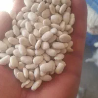 لوبیا سفید و قرمز|خوردنی و آشامیدنی|خنداب, |دیوار