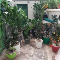 زامفولیا|گل و گیاه طبیعی|کرمانشاه, |دیوار