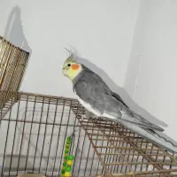 عروس هلندی سخنگو نر و ماده