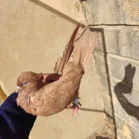 ماده زرد آنتیک|پرنده|بروجرد, |دیوار