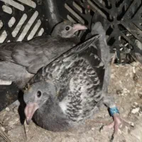 جوجه مسافتی  ضمانت ضمانت