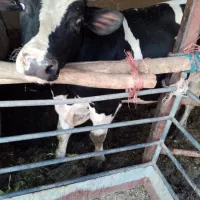 گوساله گوشتی