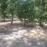 باغ 200متری دارای برق دراسکو|فروش زمین و ملک کلنگی|اسکو, |دیوار