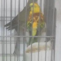 طوطی آوازه خوان مولد وطوطی ملنگوسبزآبی مولد|پرنده|اصفهان, باب الدشت|دیوار